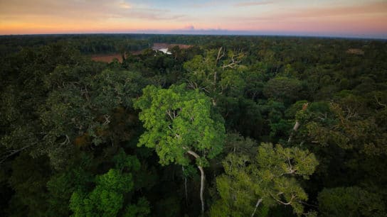 Rainforests: 11 Things to Watch in 2021