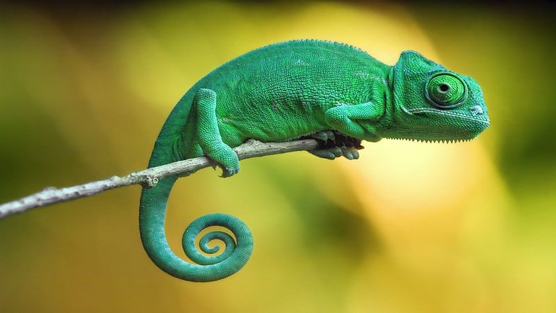 Study Highlights ‘Terrible’ Signs of Species Decline From Wildlife Trade