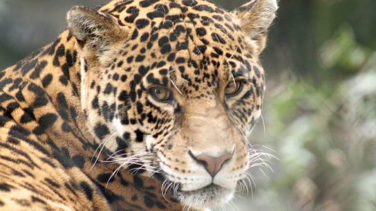 Rewilding Project Sees Jaguars Return to Wetlands in Argentina