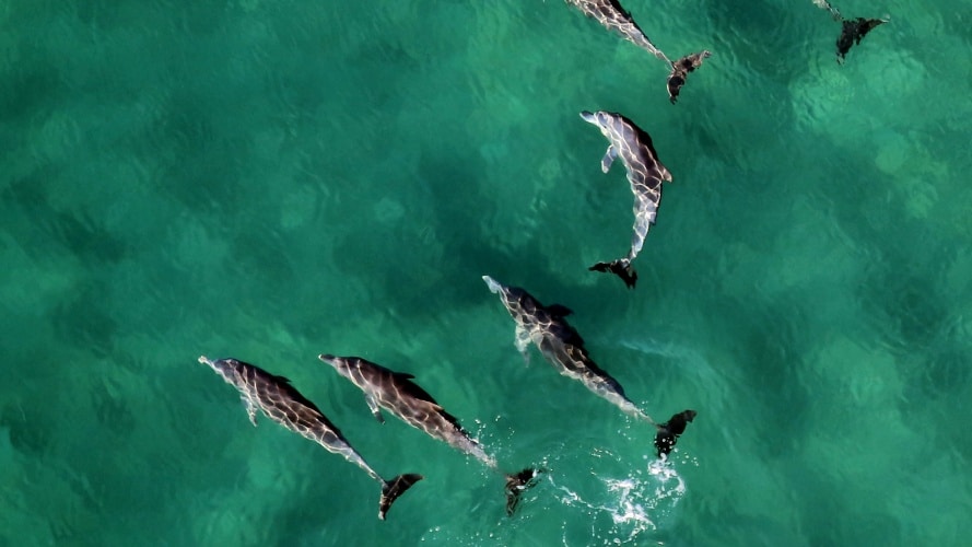 Oil Spill Affecting Dolphins 10 Years Later