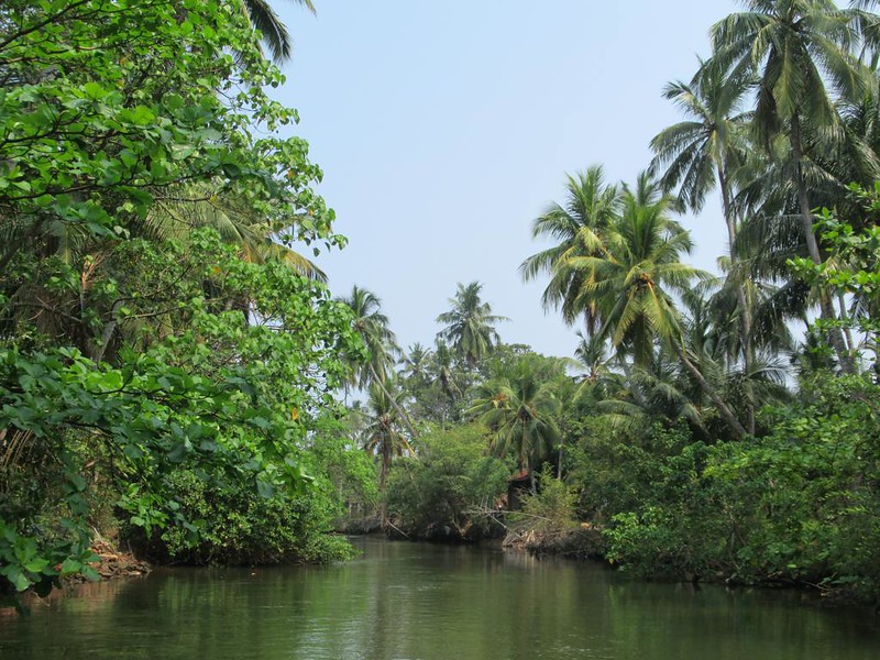 Sri Lanka Replanting Bid Begins After Minister is Held Liable for Deforestation