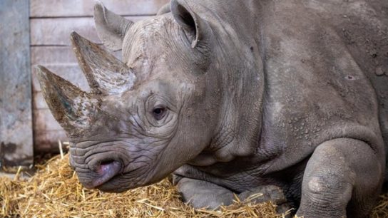A Rare Black Rhino is Being Released to Tanzania from the UK as Part of Conservation Efforts