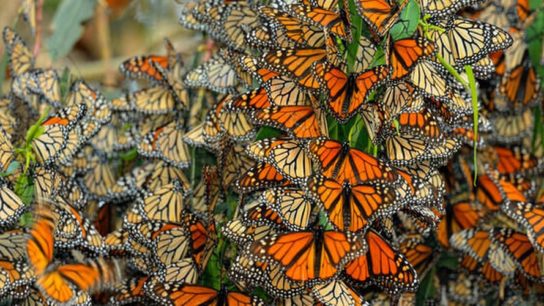 Climate Change Driving Butterfly Disappearance in the US