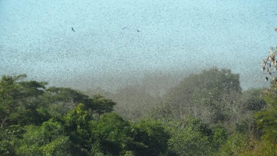 East Africa Deploys Huge Volumes of ‘Highly Hazardous’ Pesticides Against Swarms of Locusts
