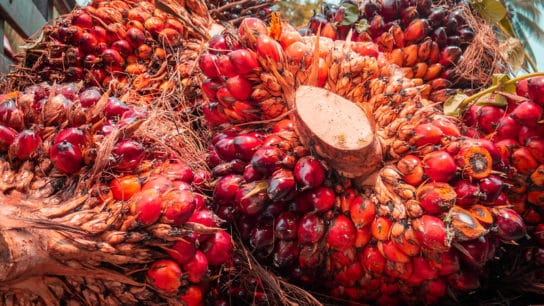 Palm Oil Waste is Latest Item Declared Non-Hazardous by Indonesia