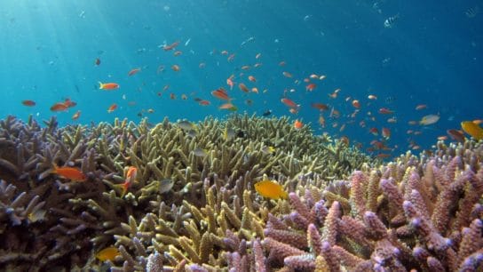 Acoustic Enrichment: a New Hope for Dying Coral Reefs?