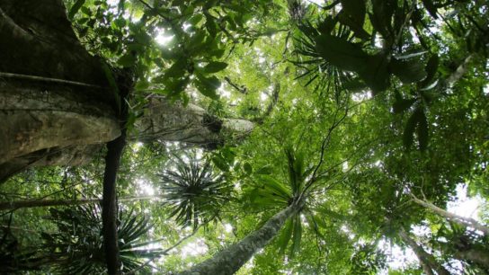 Governments, Companies Pledge USD$1 Billion For Tropical Forests
