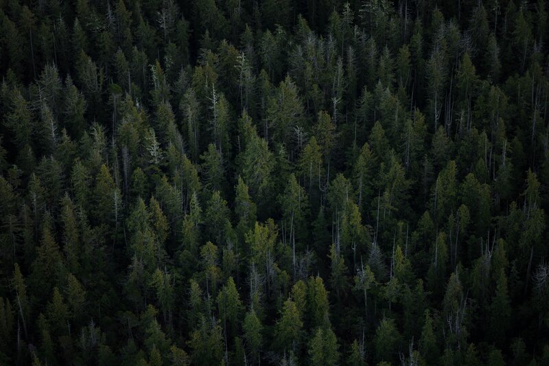 Only 6.5% of Global Forests are Adequately Protected, Study Finds