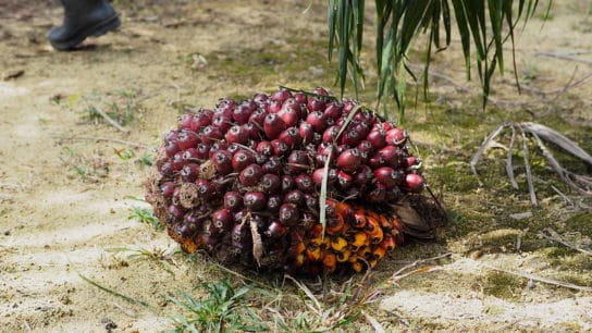 Sri Lanka to Ban Palm Oil Imports, Raze Plantations Over Environmental Concerns