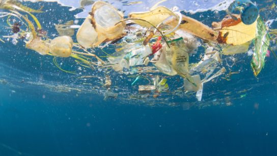How Many Marine Animals Die From Plastic Each Year?