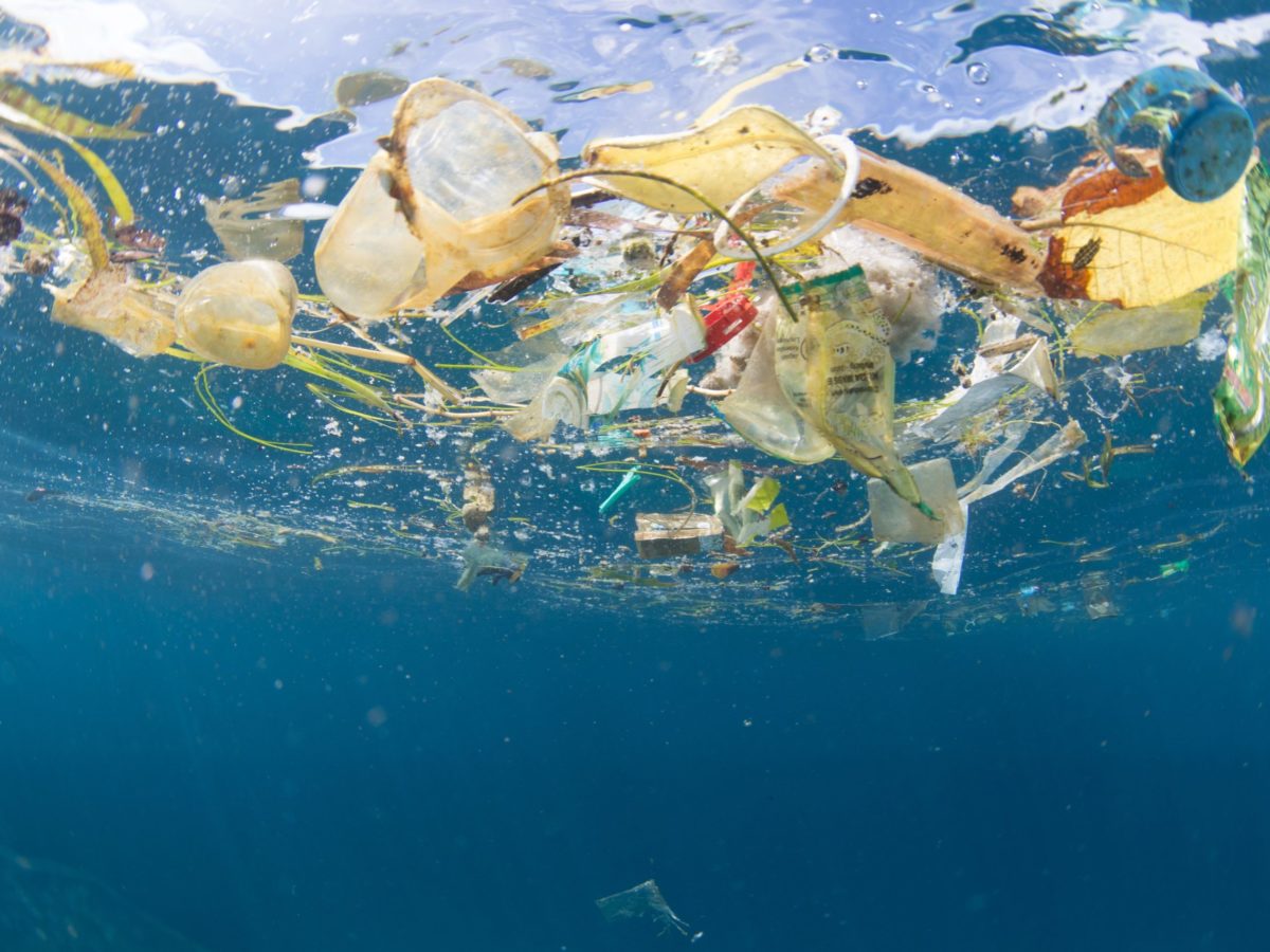How Many Marine Animals Die From Plastic Each Year? 