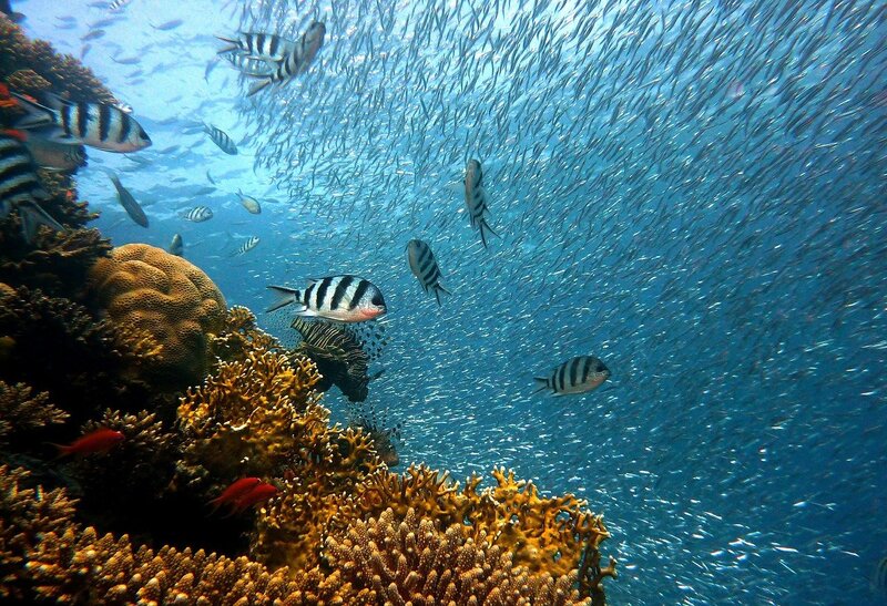 Review – ‘Ocean of Life: The Fate of Man and the Sea’ By Callum Roberts