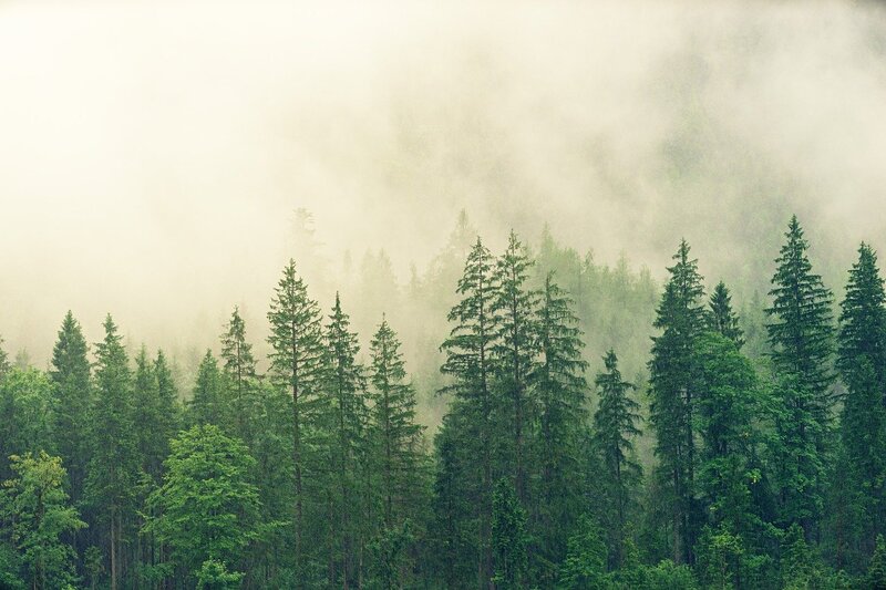 A Madagascar-Sized Area of Forest Has Regrown Since 2000