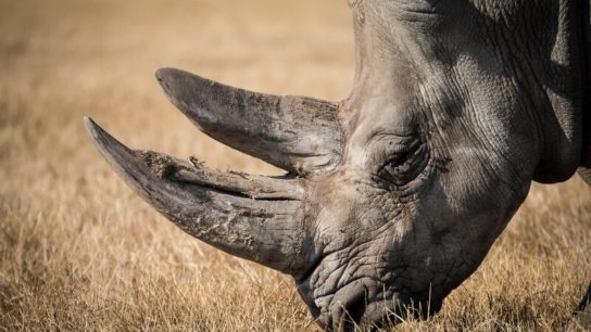 South African Dehorning Initiative Aims For ‘Zero Poached’ White Rhinos