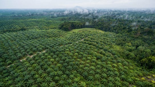 Oil Palm Plantations a ‘Threat to Global Health,’ Says Study on Outbreaks