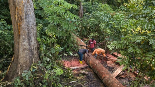 Deforestation Intensifies in Northern DRC Protected Areas