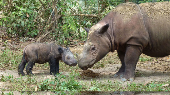 Two New Javan Rhino Calves Spotted in the Species’ Last Holdout