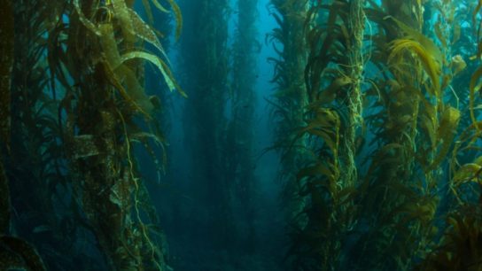 Will California’s Kelp Forests Bounce Back?