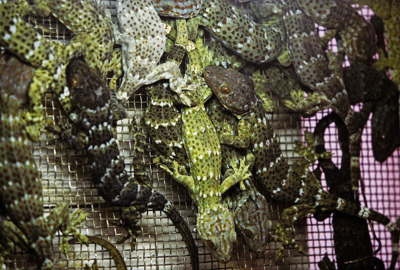 New Bill Seeks to End Hong Kong’s Days as an Illegal Wildlife Trade Hub