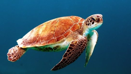 13 Endangered Marine Species in 2023