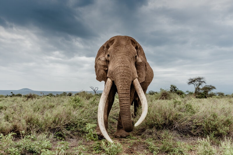 Poaching Declines in Tanzania Following Prosecution of Ivory Trafficking Ringleaders