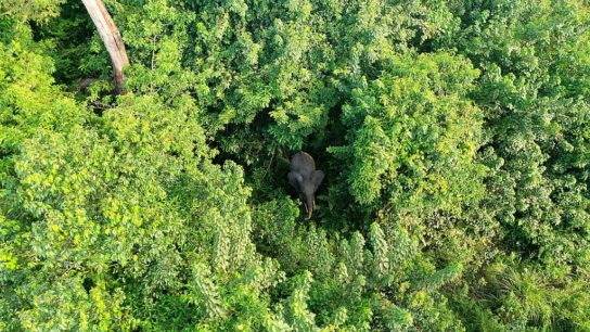 Gabon Becomes First African Country to Get Paid for Forest Protection
