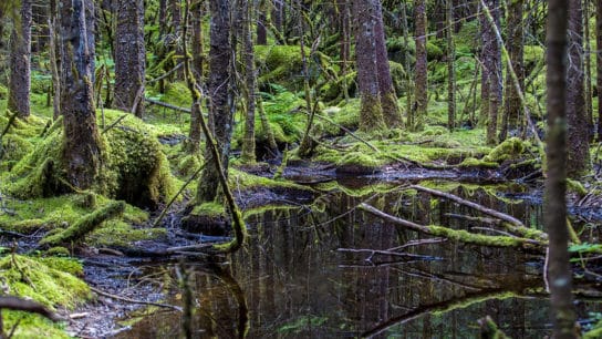 Biden Restores Protections and Ends Large-Scale Logging in Alaska’s Tongass National Forest