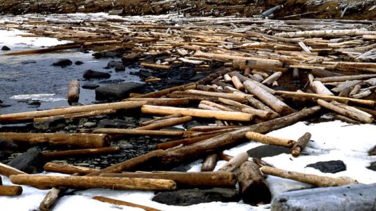 ‘Laundering Machine’: Furniture Giant Ikea Implicated in Logging Protected Siberian Forests