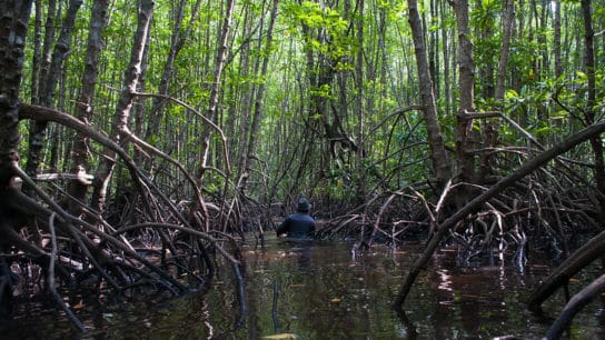 7 Incredible Facts About Mangroves You Need to Know About