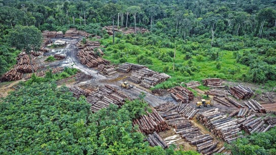 Deforestation Soars 40% in Xingu River Basin in Brazilian Amazon