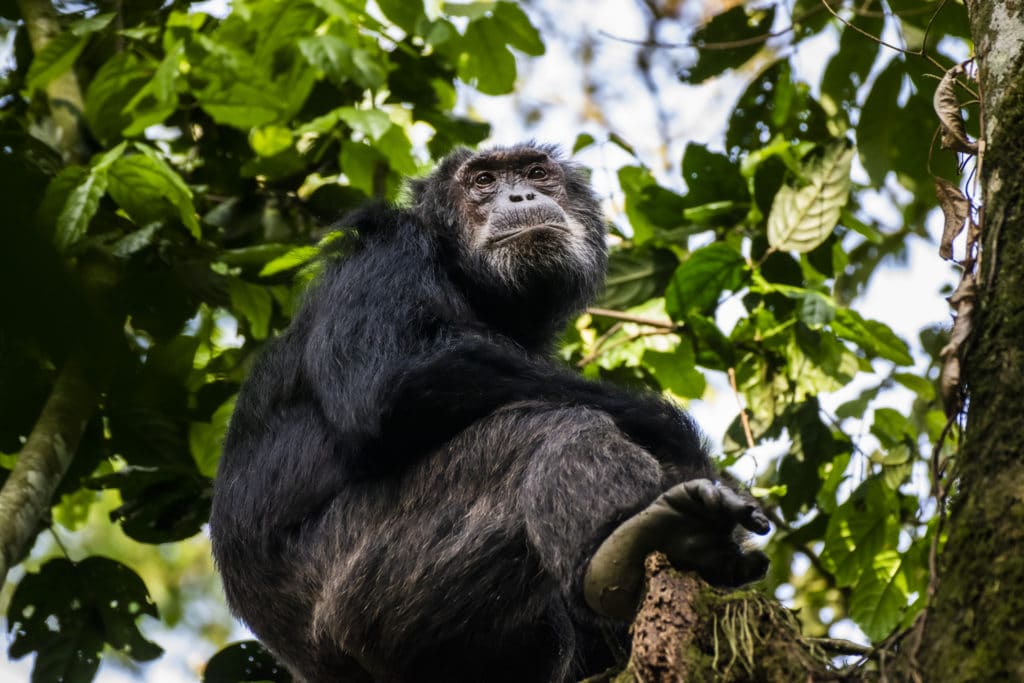 10 Interesting Facts You Didn’t Know About Chimpanzees 