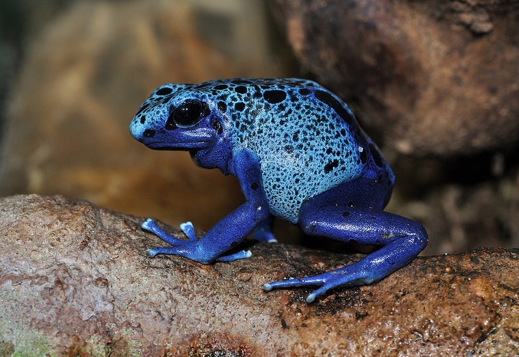 UN Reports Animal Species Extinction Rates Are Record High and ’Accelerating’