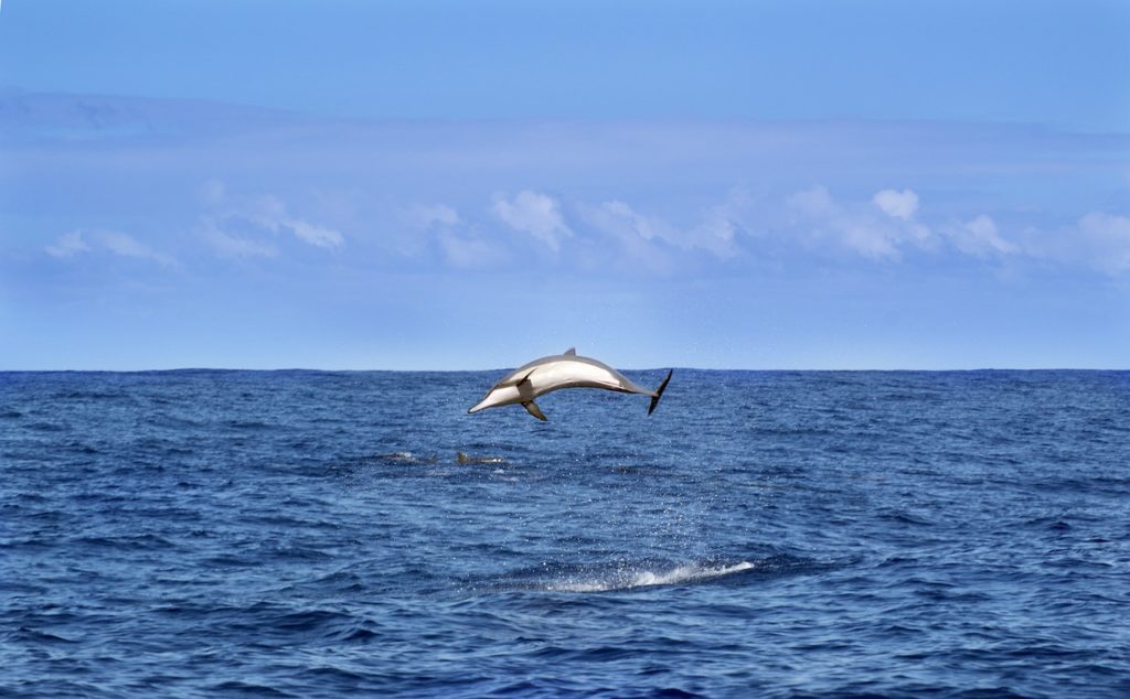 Western Indian Ocean Region Has Designated 550,000 Sq Km as Protected
