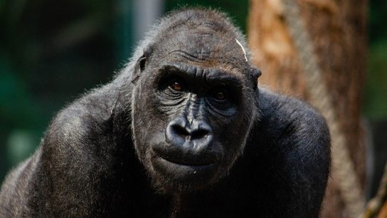 In DRC, Community Ownership of Forests Helps Guard the Grauer’s Gorillas