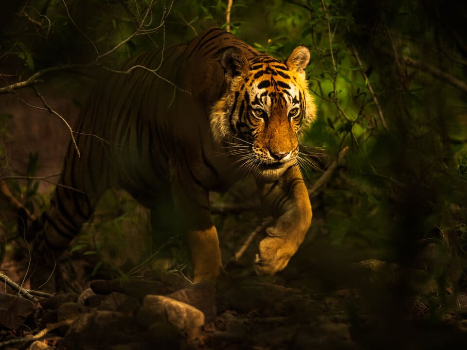 Southeast Asia Losing Tigers as Deadline Looms to Double Population by 2022