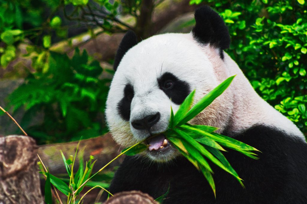 Giant Pandas are No Longer Critically Endangered in the Wild, Reclassified as Vulnerable