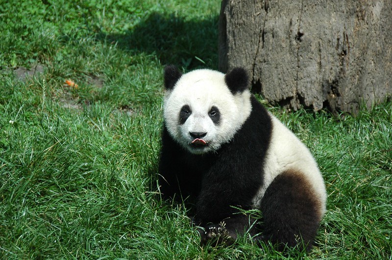 giant pandas, baby panda