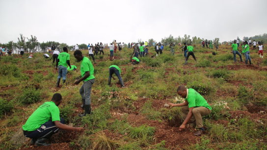 Tree Planting to Reduce CO2 Emissions: Philanthropic or Pointless?