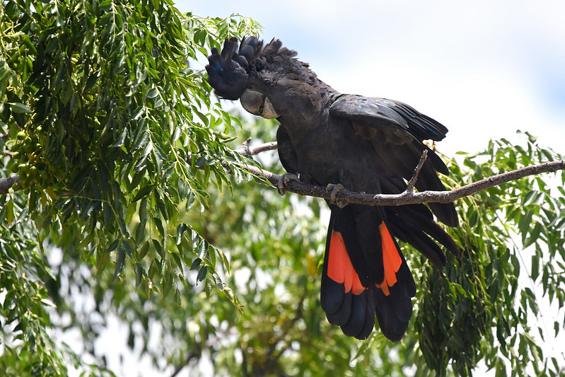 most endangered species, red-tailed black cockatoo