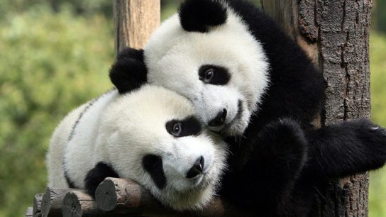 Should Giant Pandas Be Downgraded from Endangered Species to Vulnerable?