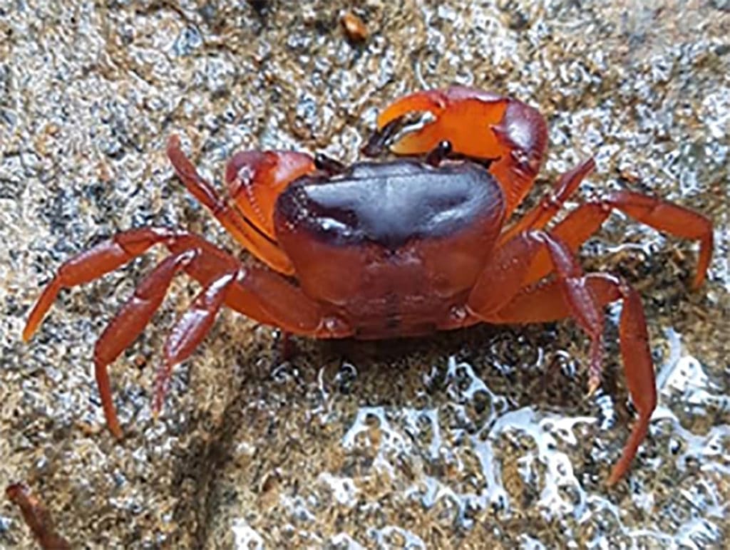 In Sierra Leone, Two Rainbow-Hued Land Crabs Rediscovered After 66 Years
