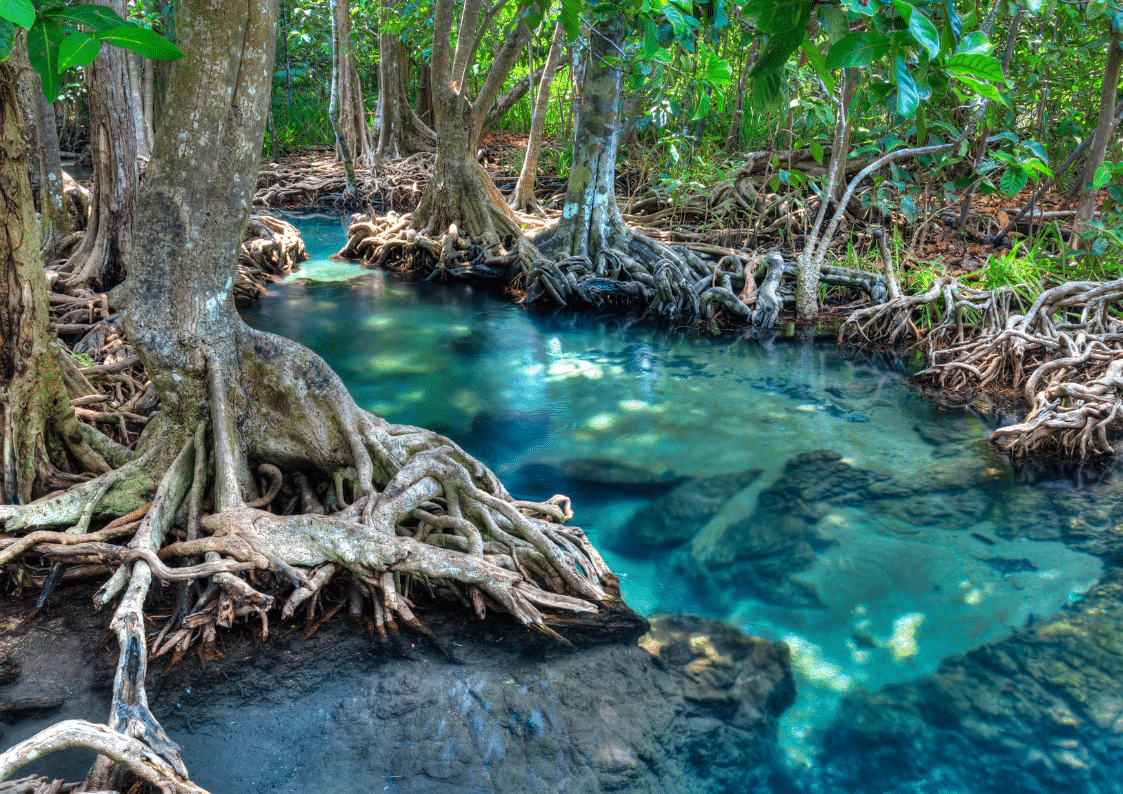 blue carbon, mangroves