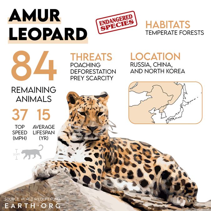 Leopard Extinction Rater Is The 6th Mass Extinction Underway? | Earth.Org