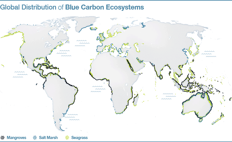 blue carbon, blue carbon ecosystems