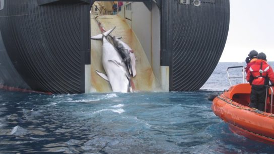 Whaling Resumes in Japan and the Consequences of It