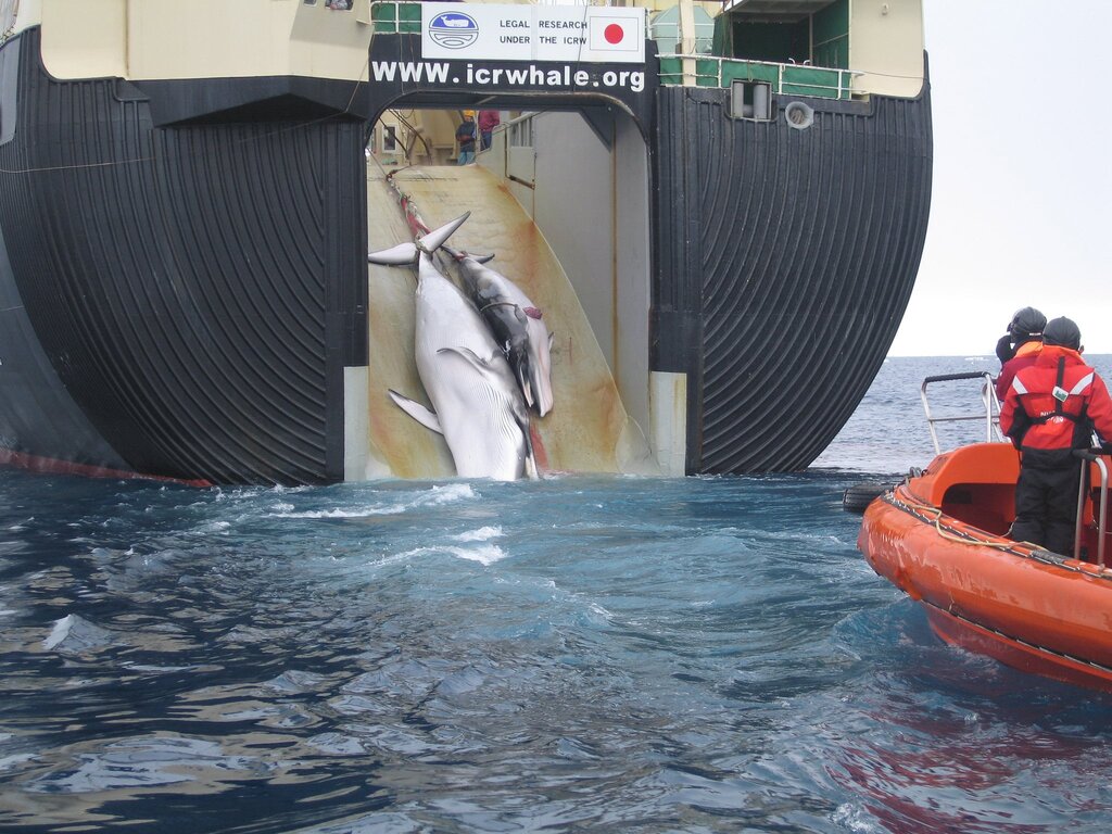 whaling, commercial whaling in japan, japan whaling