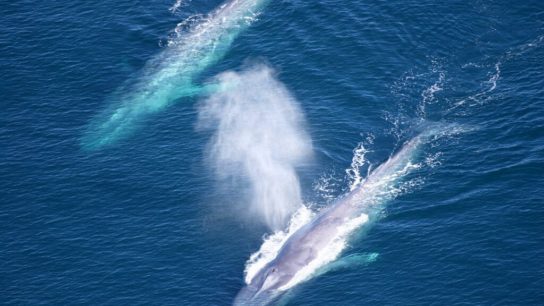 Blue Whales Return to the Atlantic Coast in Spain After 40-Year Absence