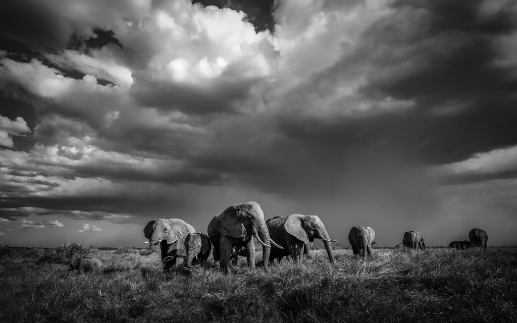 wildlife tourism, explorers without extinction, Artur Stankiewicz