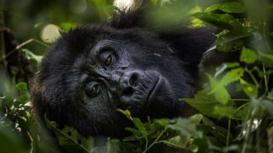 How Responsible Wildlife Tourism Can Protect Endangered Species