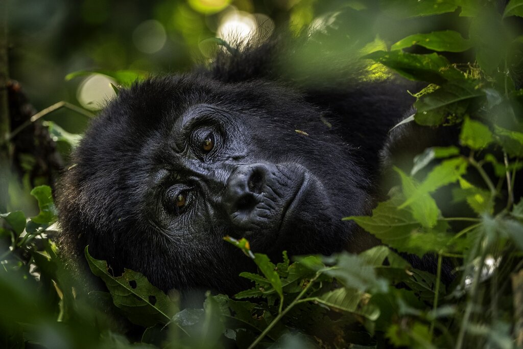 How Responsible Wildlife Tourism Can Protect Endangered Species
